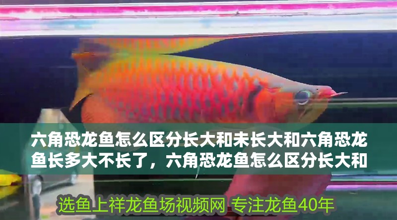 六角恐龍魚怎么區分長大和未長大和六角恐龍魚長多大不長了，六角恐龍魚怎么區分長大和未長大