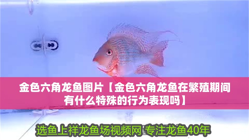 金色六角龍魚圖片【金色六角龍魚在繁殖期間有什么特殊的行為表現(xiàn)嗎】