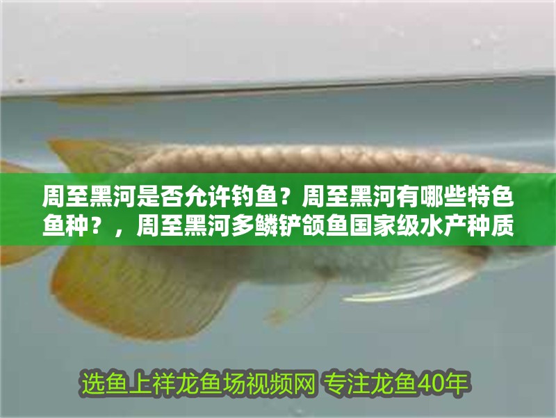 周至黑河是否允許釣魚？周至黑河有哪些特色魚種？，周至黑河多鱗鏟頜魚國家級水產種質資源保護區開展保護