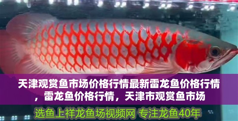 天津觀賞魚市場價格行情最新雷龍魚價格行情，雷龍魚價格行情，天津市觀賞魚市場