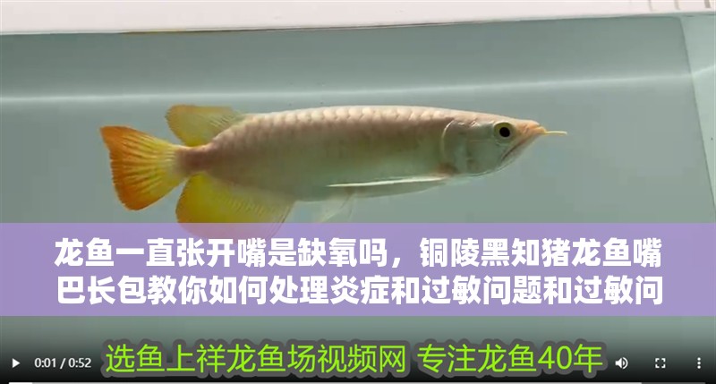 龍魚(yú)一直張開(kāi)嘴是缺氧嗎，銅陵黑知豬龍魚(yú)嘴巴長(zhǎng)包教你如何處理炎癥和過(guò)敏問(wèn)題和過(guò)敏問(wèn)題