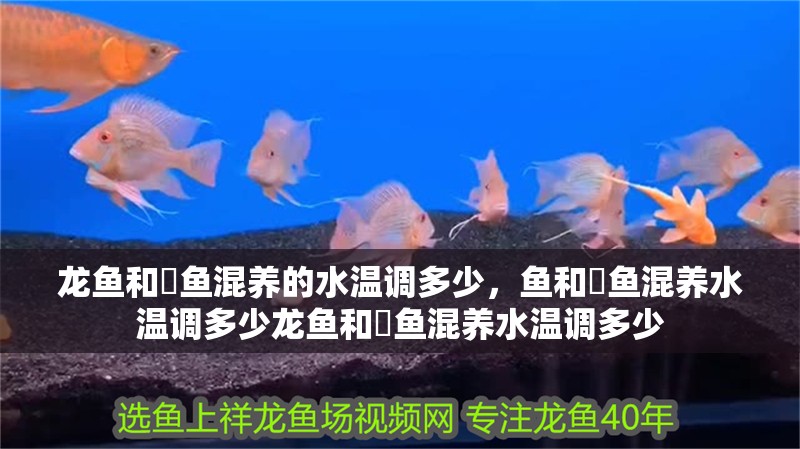 龍魚和魟魚混養的水溫調多少，魚和魟魚混養水溫調多少龍魚和魟魚混養水溫調多少