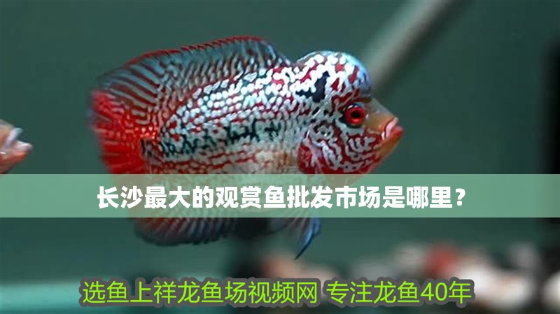 長沙最大的觀賞魚批發市場是哪里？