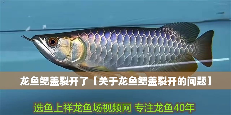 龍魚鰓蓋裂開了【關(guān)于龍魚鰓蓋裂開的問題】