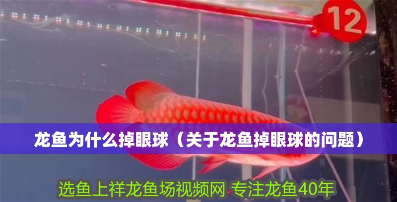 龍魚為什么掉眼球（關于龍魚掉眼球的問題）