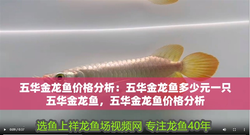 五華金龍魚價格分析：五華金龍魚多少元一只五華金龍魚，五華金龍魚價格分析