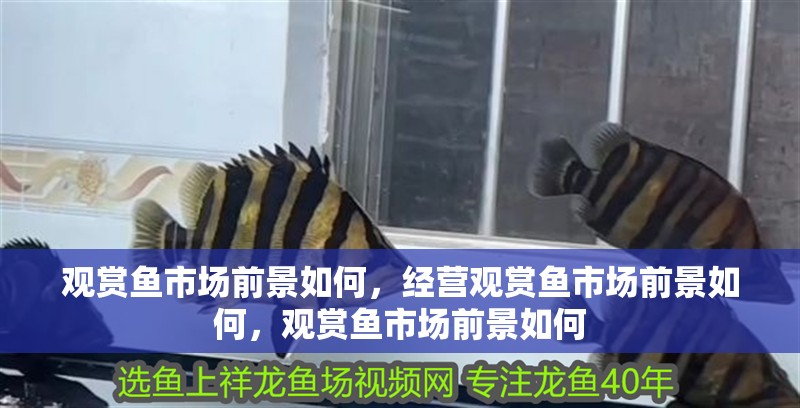 觀賞魚市場前景如何，經營觀賞魚市場前景如何，觀賞魚市場前景如何