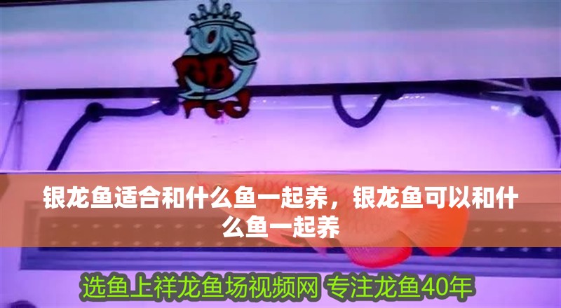 銀龍魚適合和什么魚一起養，銀龍魚可以和什么魚一起養