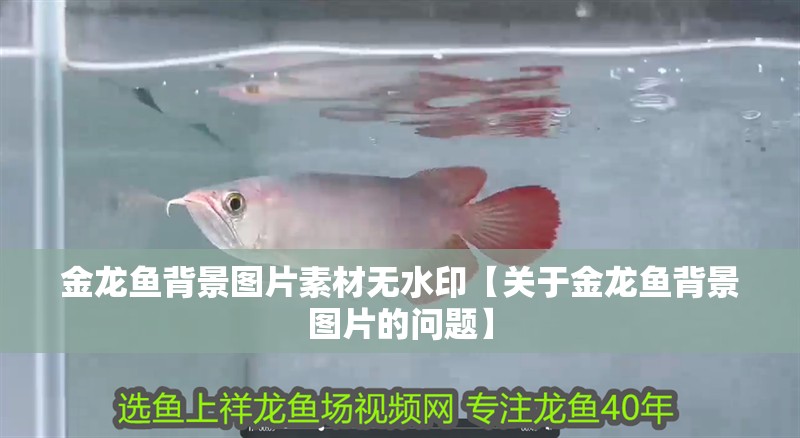 金龍魚背景圖片素材無水印【關于金龍魚背景圖片的問題】