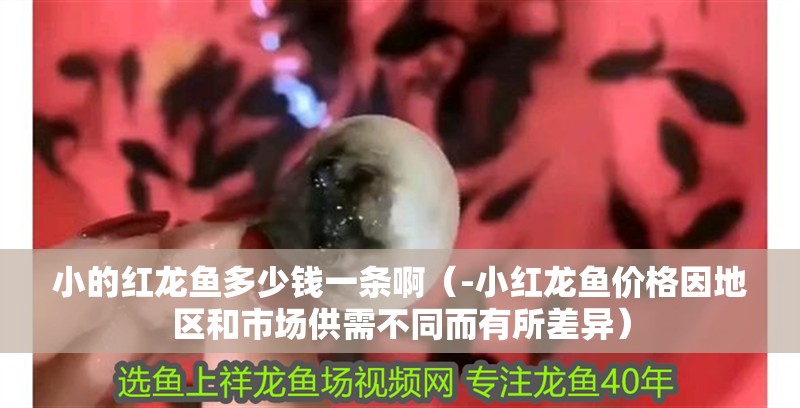 小的紅龍魚多少錢一條啊（-小紅龍魚價格因地區和市場供需不同而有所差異）