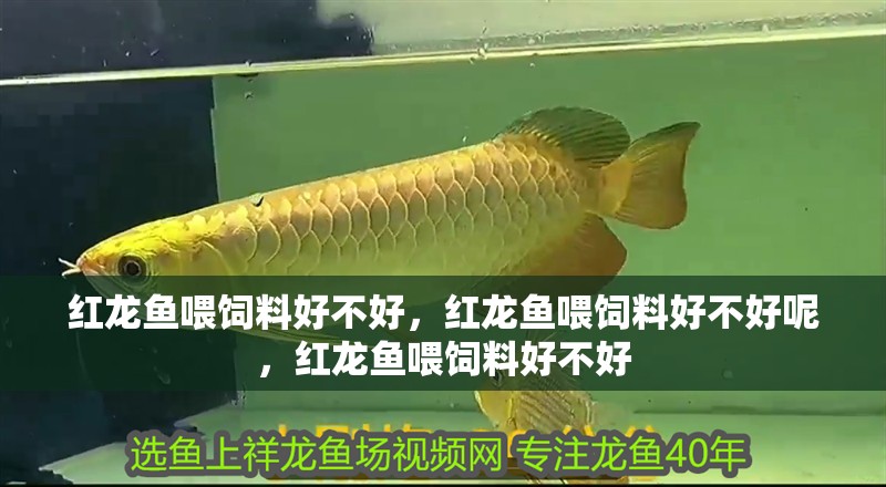 紅龍魚喂飼料好不好，紅龍魚喂飼料好不好呢，紅龍魚喂飼料好不好