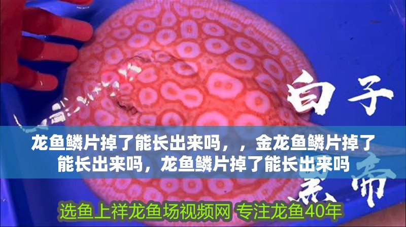 龍魚鱗片掉了能長出來嗎，，金龍魚鱗片掉了能長出來嗎，龍魚鱗片掉了能長出來嗎