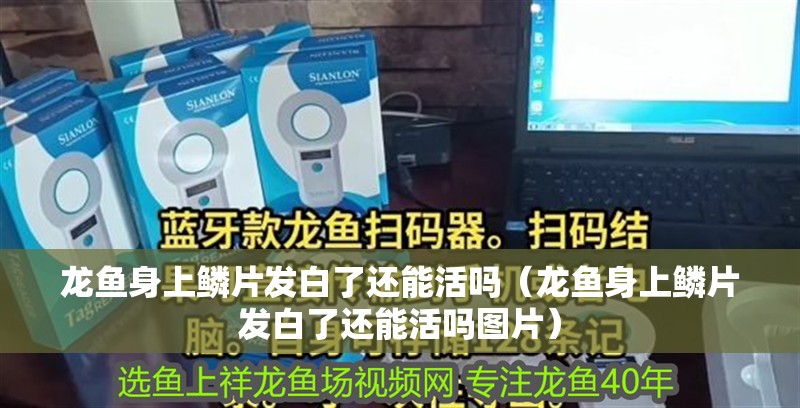 龍魚身上鱗片發白了還能活嗎（龍魚身上鱗片發白了還能活嗎圖片）