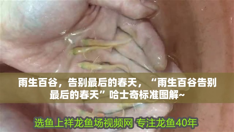 雨生百谷，告別最后的春天，“雨生百谷告別最后的春天”哈士奇標準圖解~