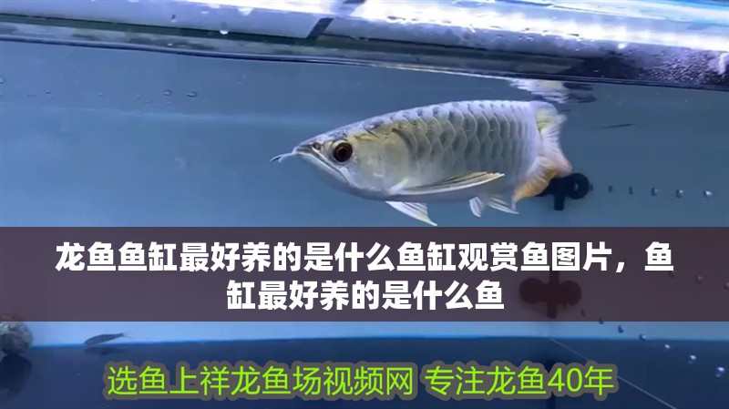 龍魚魚缸最好養(yǎng)的是什么魚缸觀賞魚圖片，魚缸最好養(yǎng)的是什么魚