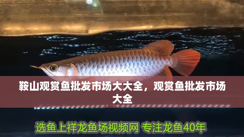 鞍山觀賞魚批發市場大大全，觀賞魚批發市場大全