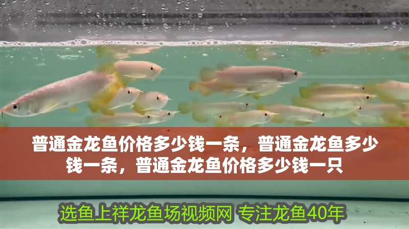 普通金龍魚價格多少錢一條，普通金龍魚多少錢一條，普通金龍魚價格多少錢一只