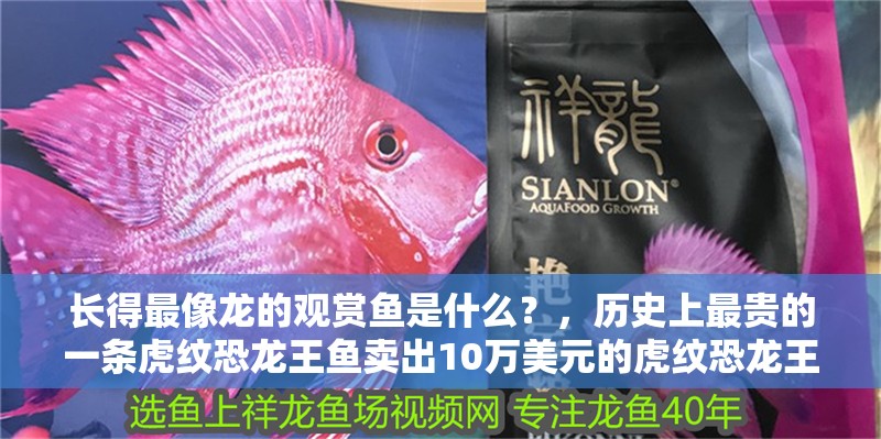 長得最像龍的觀賞魚是什么？，歷史上最貴的一條虎紋恐龍王魚賣出10萬美元的虎紋恐龍王魚