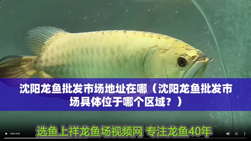 沈陽龍魚批發(fā)市場地址在哪（沈陽龍魚批發(fā)市場具體位于哪個區(qū)域？）
