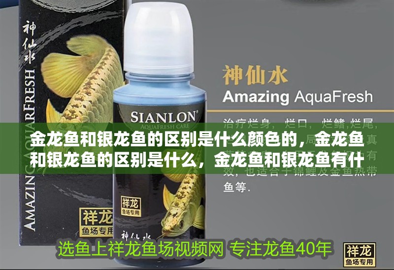 金龍魚和銀龍魚的區別是什么顏色的，金龍魚和銀龍魚的區別是什么，金龍魚和銀龍魚有什么區別