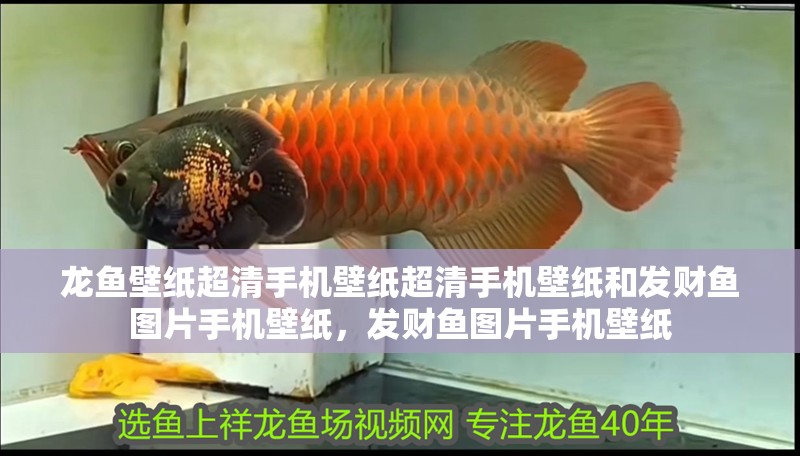 龍魚壁紙超清手機壁紙超清手機壁紙和發財魚圖片手機壁紙，發財魚圖片手機壁紙