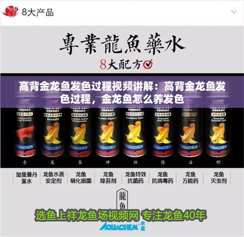 高背金龍魚發(fā)色過程視頻講解：高背金龍魚發(fā)色過程，金龍魚怎么養(yǎng)發(fā)色