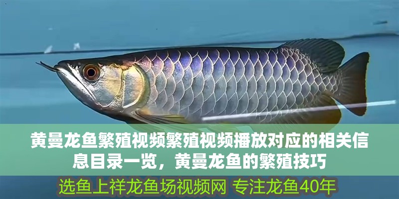黃曼龍魚繁殖視頻繁殖視頻播放對(duì)應(yīng)的相關(guān)信息目錄一覽，黃曼龍魚的繁殖技巧