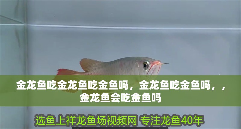 金龍魚吃金龍魚吃金魚嗎，金龍魚吃金魚嗎，，金龍魚會吃金魚嗎