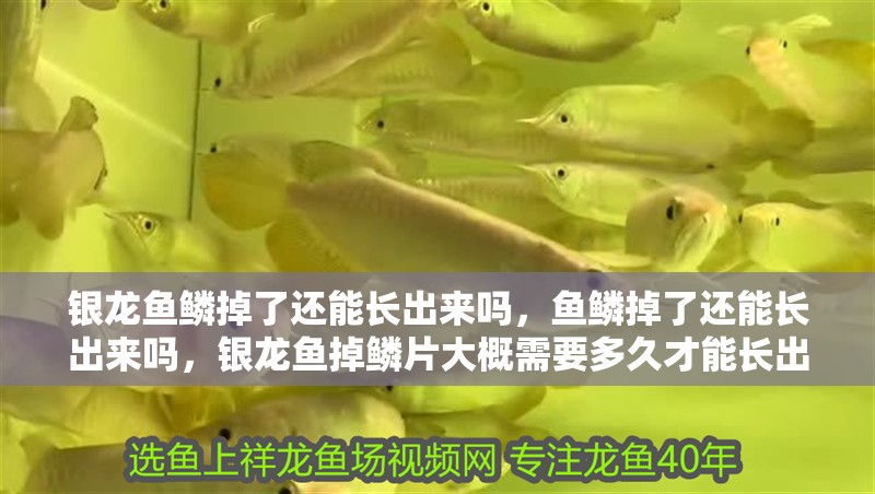 銀龍魚鱗掉了還能長(zhǎng)出來(lái)嗎，魚鱗掉了還能長(zhǎng)出來(lái)嗎，銀龍魚掉鱗片大概需要多久才能長(zhǎng)出來(lái)