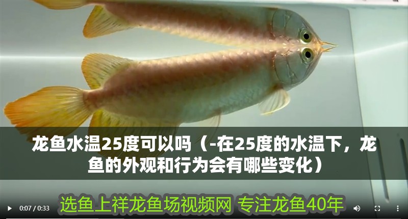 龍魚水溫25度可以嗎（-在25度的水溫下，龍魚的外觀和行為會有哪些變化）