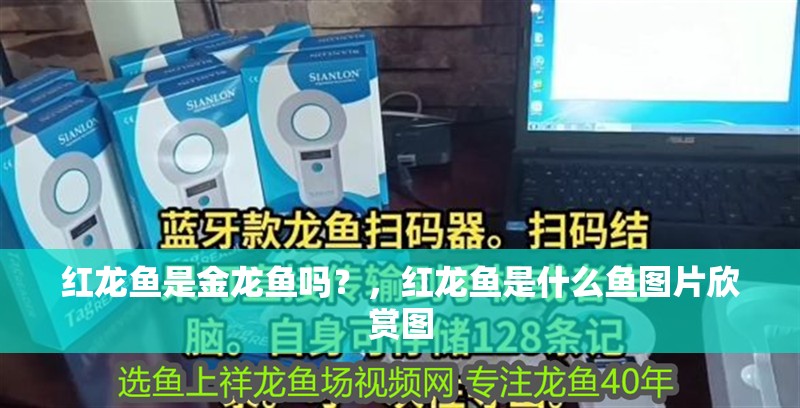 紅龍魚是金龍魚嗎？，紅龍魚是什么魚圖片欣賞圖