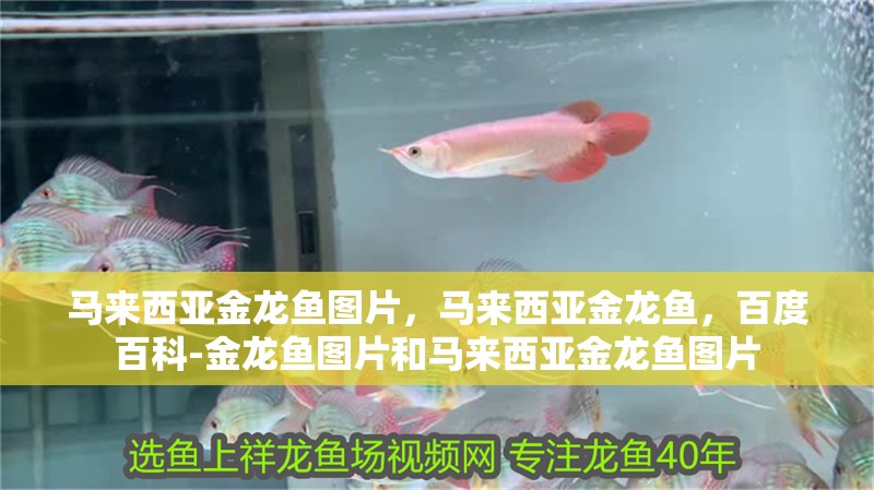 馬來西亞金龍魚圖片，馬來西亞金龍魚，百度百科-金龍魚圖片和馬來西亞金龍魚圖片