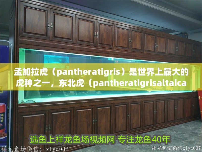 孟加拉虎（pantheratigris）是世界上最大的虎種之一，東北虎（pantheratigrisaltaica）