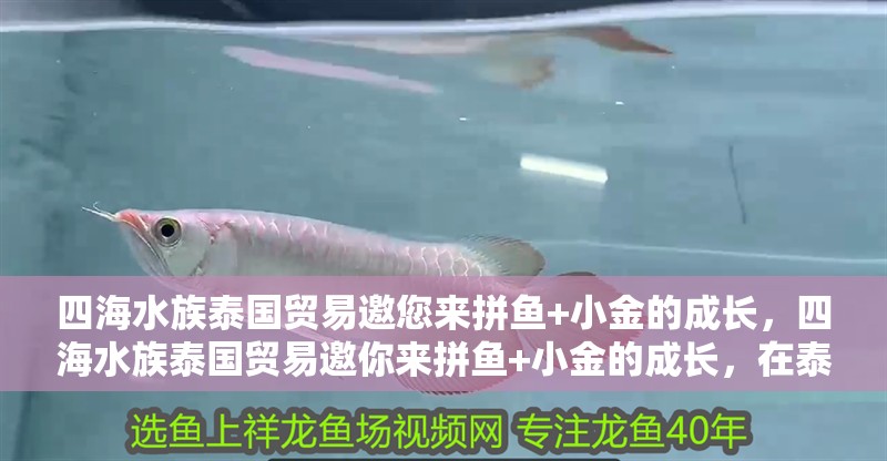 四海水族泰國貿易邀您來拼魚+小金的成長，四海水族泰國貿易邀你來拼魚+小金的成長，在泰國海洋生態中