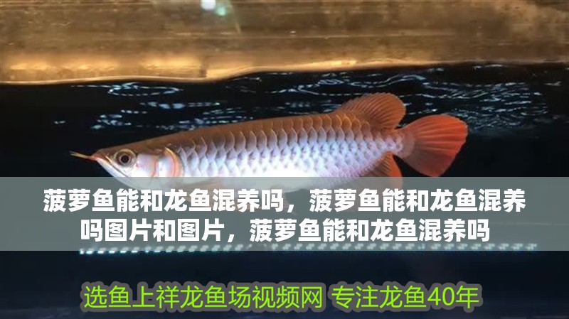 菠蘿魚能和龍魚混養嗎，菠蘿魚能和龍魚混養嗎圖片和圖片，菠蘿魚能和龍魚混養嗎 菠蘿魚能和龍魚混養嗎，菠蘿魚能和龍魚混養嗎圖片和圖片，菠蘿魚能和龍魚混養嗎 觀賞魚百科 第2張