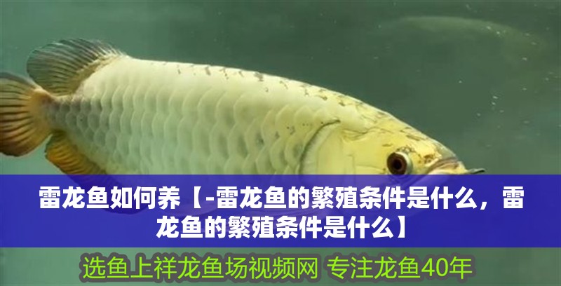 雷龍魚如何養【-雷龍魚的繁殖條件是什么，雷龍魚的繁殖條件是什么】