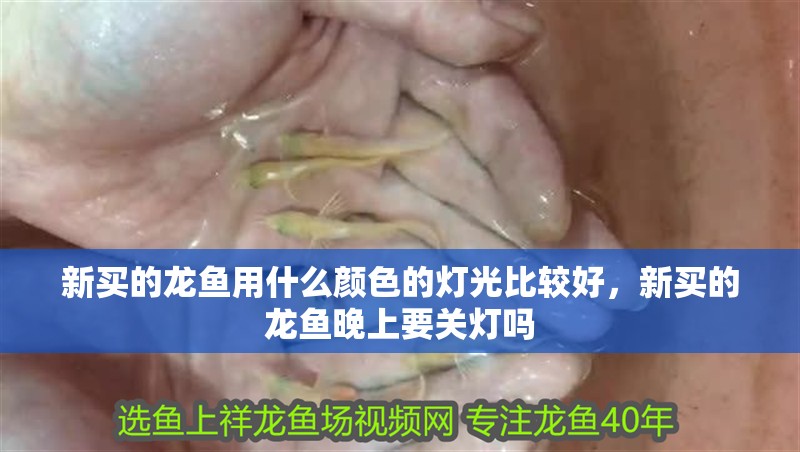 新買的龍魚用什么顏色的燈光比較好，新買的龍魚晚上要關燈嗎