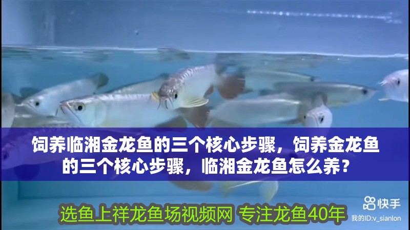 飼養臨湘金龍魚的三個核心步驟，飼養金龍魚的三個核心步驟，臨湘金龍魚怎么養？