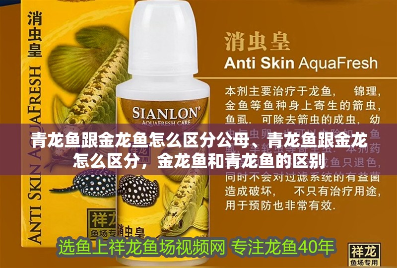 青龍魚跟金龍魚怎么區(qū)分公母、青龍魚跟金龍怎么區(qū)分，金龍魚和青龍魚的區(qū)別