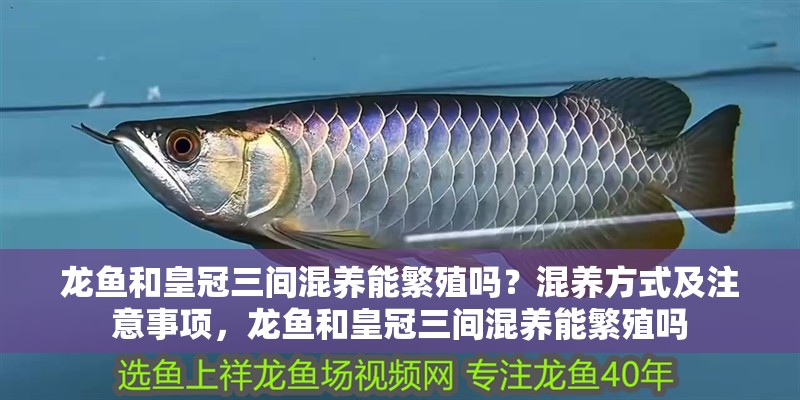 龍魚和皇冠三間混養能繁殖嗎？混養方式及注意事項，龍魚和皇冠三間混養能繁殖嗎