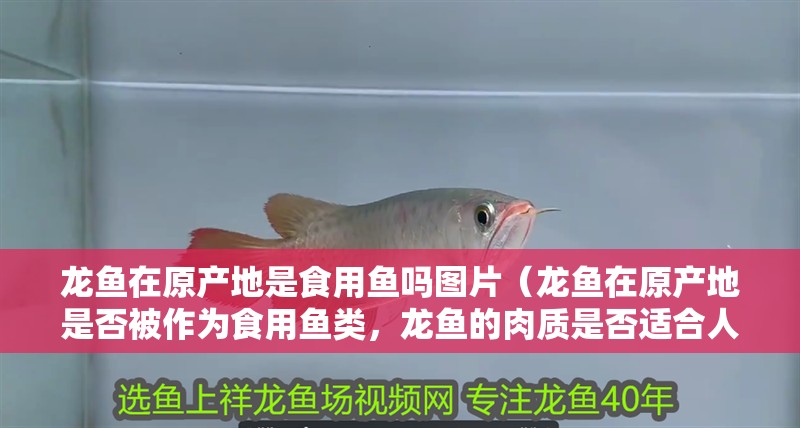 龍魚在原產地是食用魚嗎圖片（龍魚在原產地是否被作為食用魚類，龍魚的肉質是否適合人類食用）