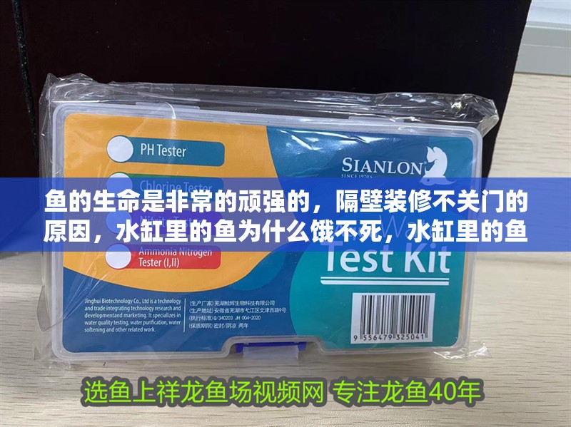 魚的生命是非常的頑強的，隔壁裝修不關門的原因，水缸里的魚為什么餓不死，水缸里的魚為什么餓不死呢