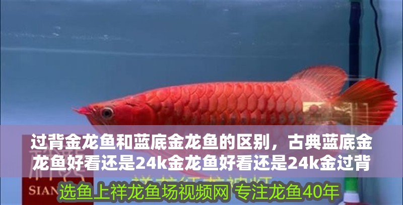 過背金龍魚和藍底金龍魚的區別，古典藍底金龍魚好看還是24k金龍魚好看還是24k金過背金龍好看