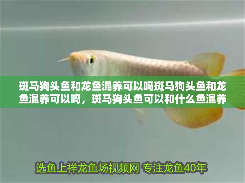 斑馬狗頭魚和龍魚混養可以嗎斑馬狗頭魚和龍魚混養可以嗎，斑馬狗頭魚可以和什么魚混養