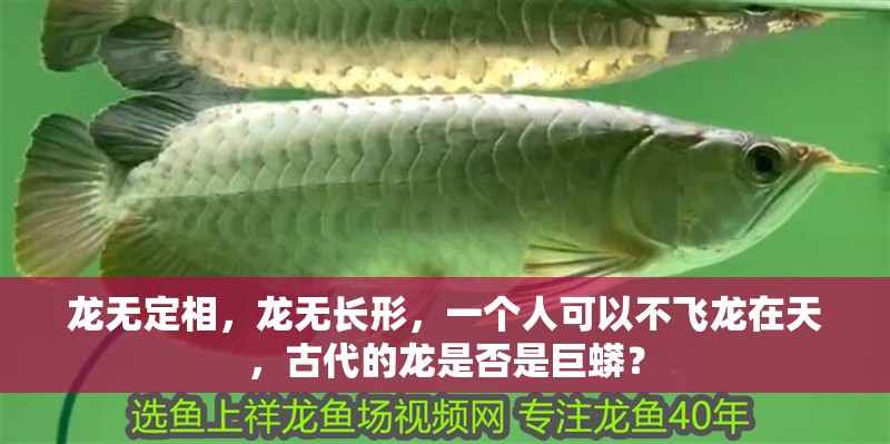 龍無定相，龍無長形，一個人可以不飛龍在天，古代的龍是否是巨蟒？