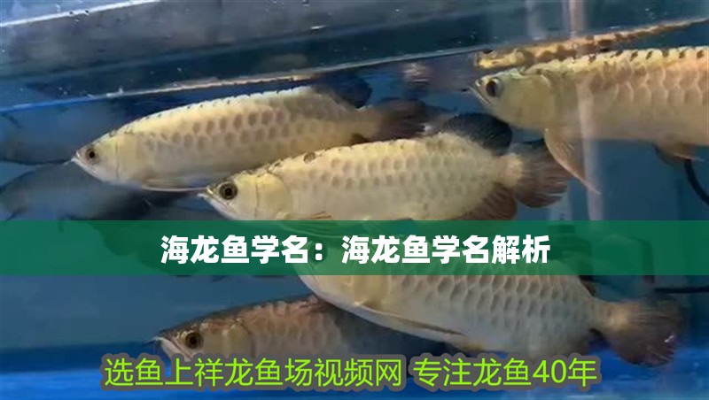海龍魚學名：海龍魚學名解析