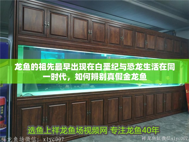 龍魚的祖先最早出現(xiàn)在白堊紀(jì)與恐龍生活在同一時代，如何辨別真假金龍魚