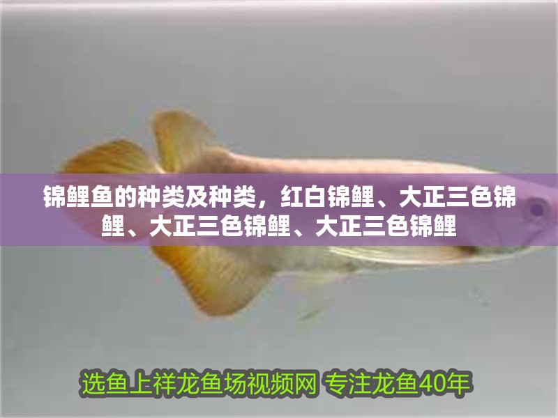 錦鯉魚(yú)的種類及種類，紅白錦鯉、大正三色錦鯉、大正三色錦鯉、大正三色錦鯉