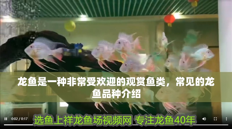 龍魚是一種非常受歡迎的觀賞魚類，常見的龍魚品種介紹