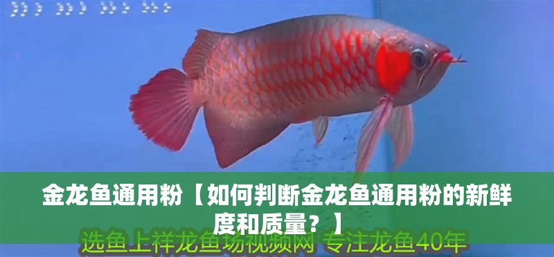 金龍魚通用粉【如何判斷金龍魚通用粉的新鮮度和質量？】